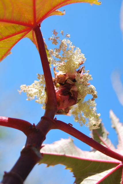 kwiatostan pod parasolem