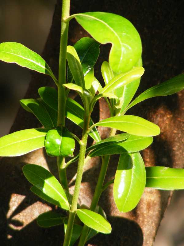 blyszczaca zielen