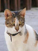 dzwoneczkowy kot