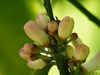 kwiat mandarynkowy
