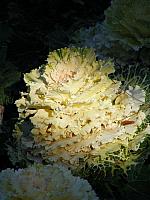 kapusciany kwiat 2