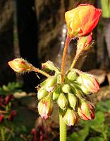 pelargonia w sloncu