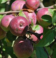 obfitosc jableczna