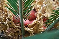 obfitosc palmy