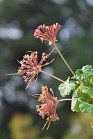 pelargonii odmiana